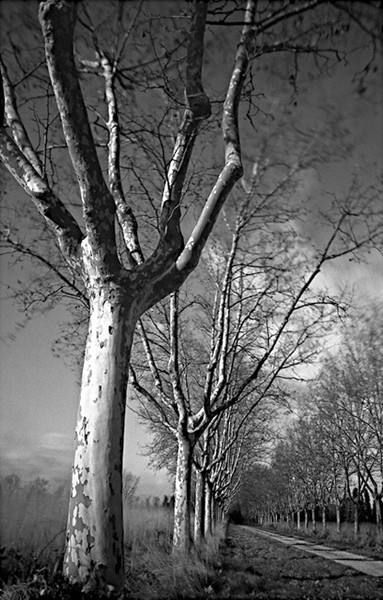 Agfa Rodinal + Ilford pan f